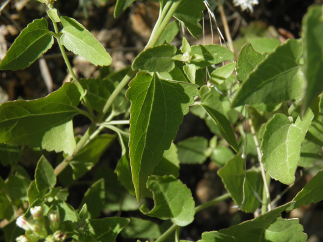 Ageratina herbacea (Fragrant snakeroot) #78731