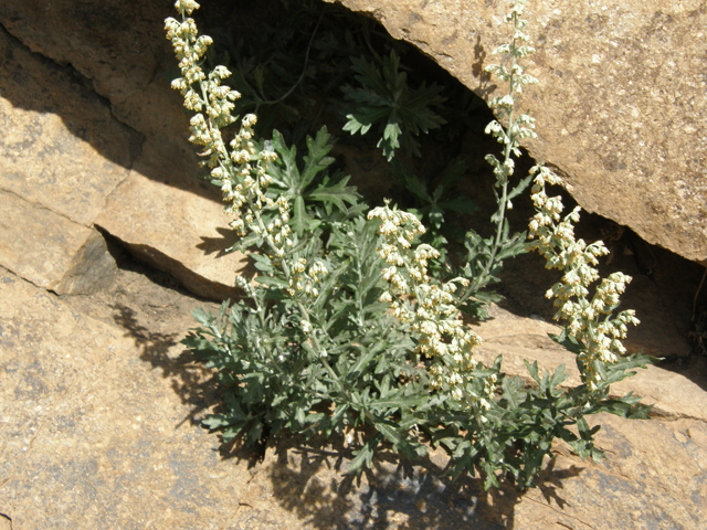 Artemisia ludoviciana (Louisiana artemisia) #78752