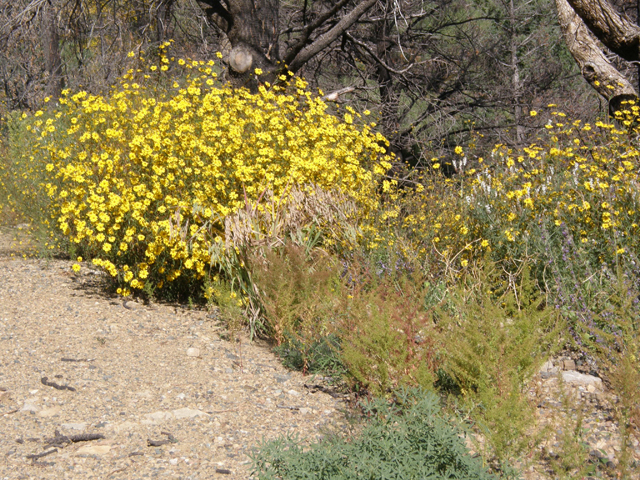 Heliomeris multiflora (Showy goldeneye) #78826