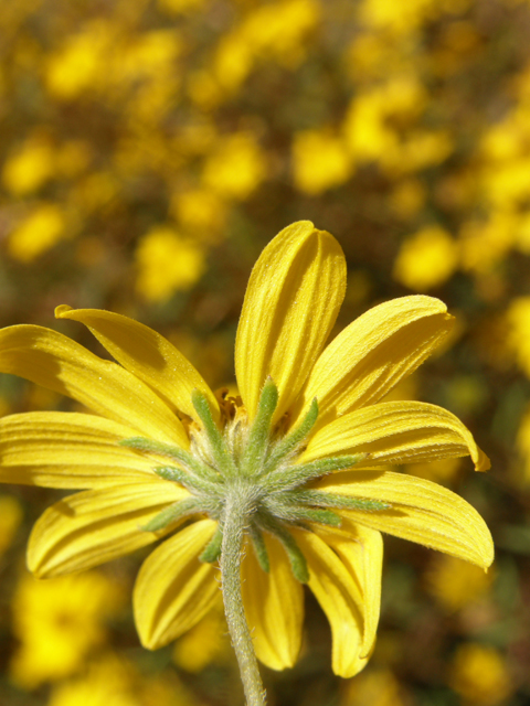 Heliomeris multiflora (Showy goldeneye) #78829
