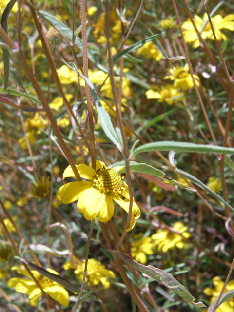Heliomeris multiflora (Showy goldeneye) #78831