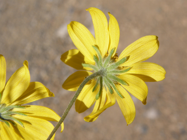 Heliomeris multiflora (Showy goldeneye) #78833
