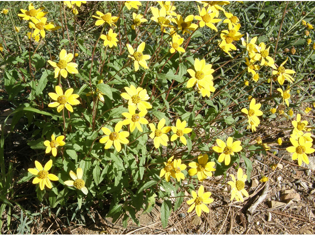 Heliopsis parvifolia (Mountain oxeye) #78835