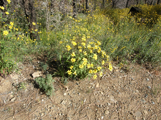 Heliopsis parvifolia (Mountain oxeye) #78836