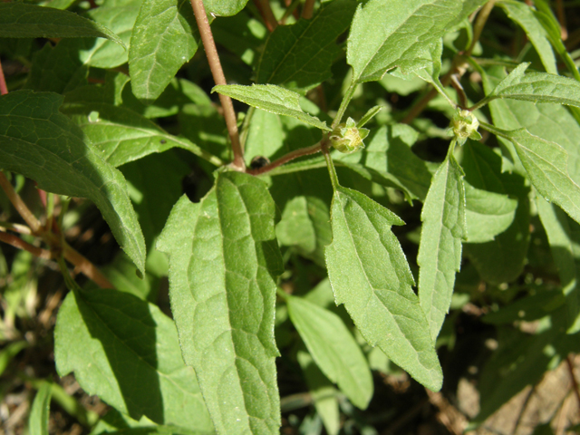 Heliopsis parvifolia (Mountain oxeye) #78837