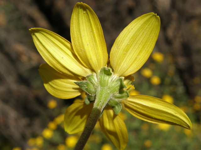 Heliopsis parvifolia (Mountain oxeye) #78838