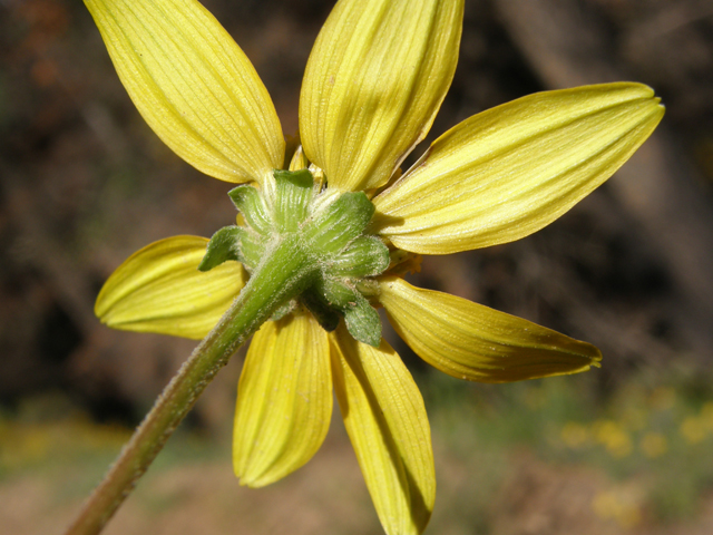 Heliopsis parvifolia (Mountain oxeye) #78839