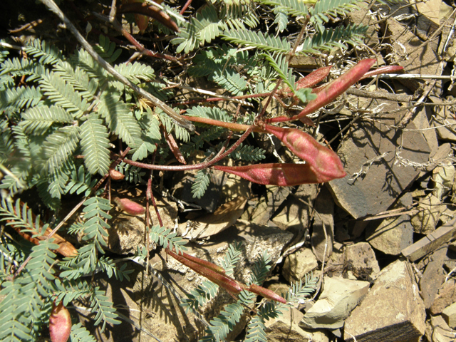 Calliandra humilis (Dwarf stickpea) #78963