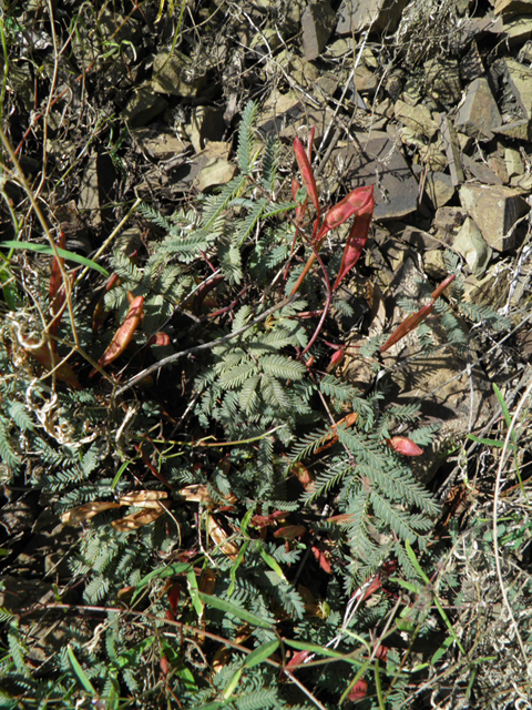 Calliandra humilis (Dwarf stickpea) #78964