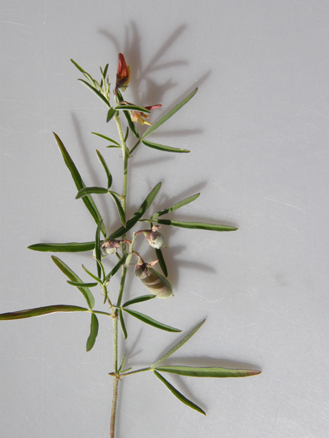 Crotalaria pumila (Low rattlebox) #78965