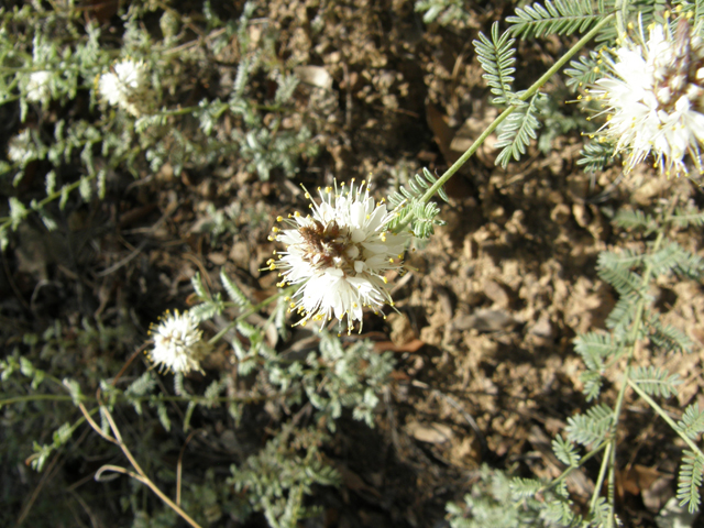 Dalea albiflora (Whiteflower prairie clover) #78975
