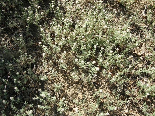 Dalea albiflora (Whiteflower prairie clover) #78976