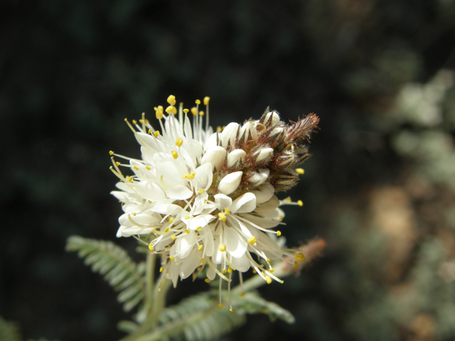 Dalea albiflora (Whiteflower prairie clover) #78977