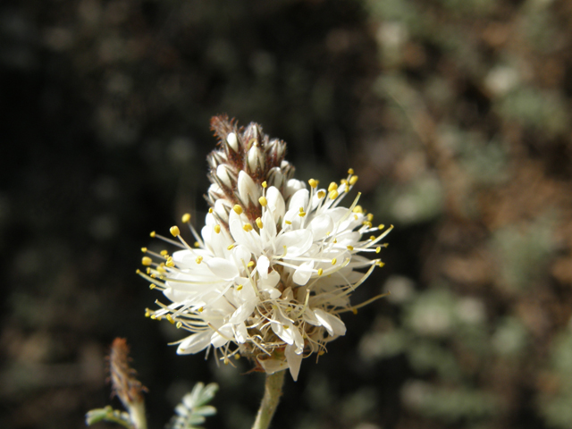 Dalea albiflora (Whiteflower prairie clover) #78979