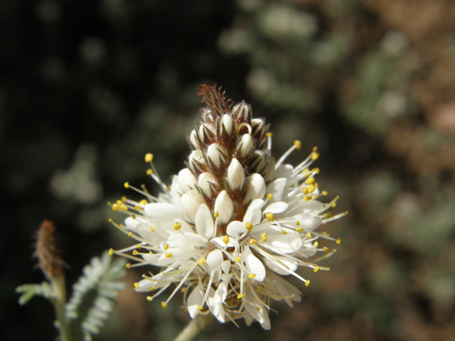 Dalea albiflora (Whiteflower prairie clover) #78980