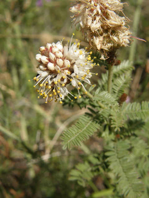 Dalea albiflora (Whiteflower prairie clover) #78986