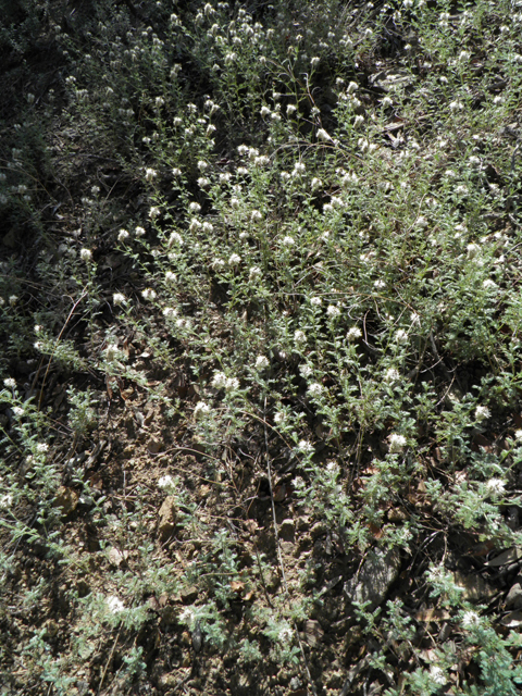 Dalea albiflora (Whiteflower prairie clover) #78989