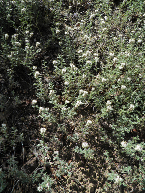 Dalea albiflora (Whiteflower prairie clover) #78990