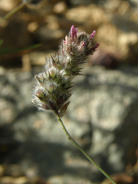 Dalea filiformis (Sonoran prairie clover) #78993