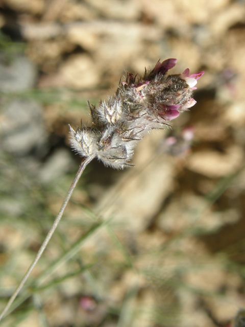 Dalea filiformis (Sonoran prairie clover) #78995