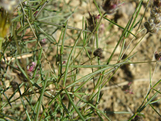 Dalea filiformis (Sonoran prairie clover) #78997