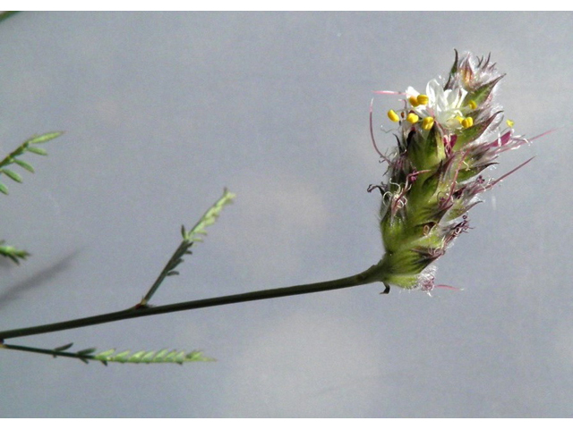 Dalea grayi (Gray's prairie clover) #79000