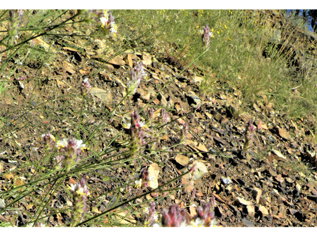 Dalea grayi (Gray's prairie clover) #79003