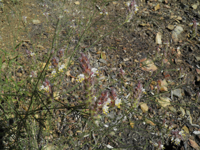 Dalea grayi (Gray's prairie clover) #79004