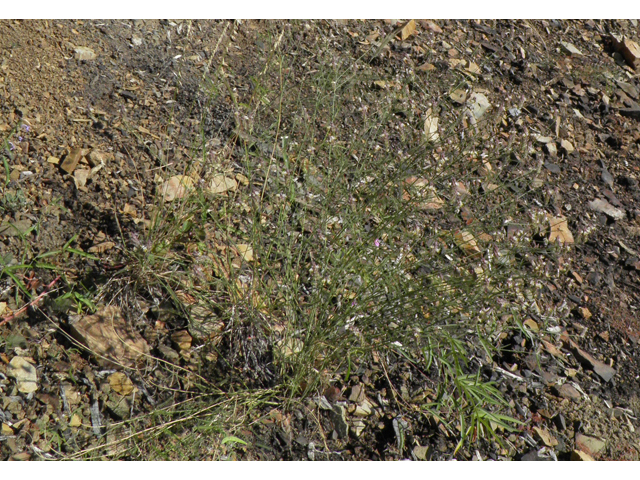 Dalea grayi (Gray's prairie clover) #79008