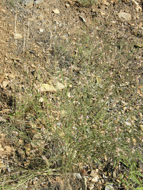 Dalea grayi (Gray's prairie clover) #79011