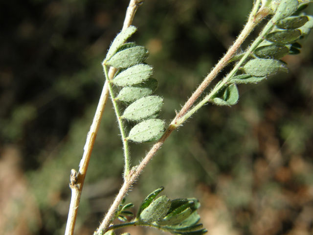 Dalea versicolor var. sessilis (Oakwoods prairie clover) #79012