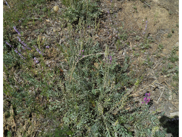Oxytropis lambertii (Purple locoweed) #79056