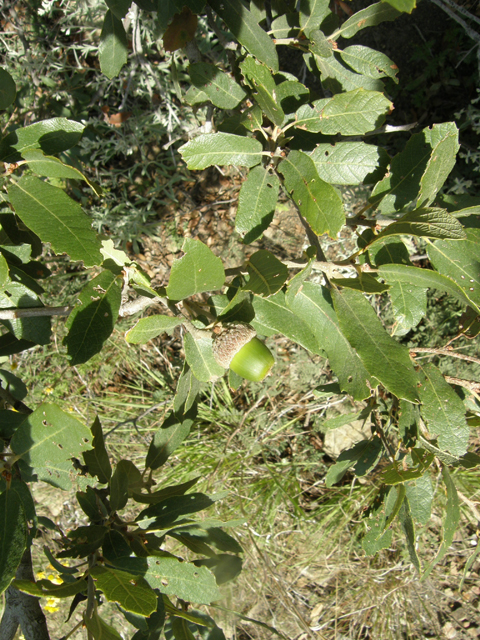 Quercus arizonica (Arizona white oak) #79097