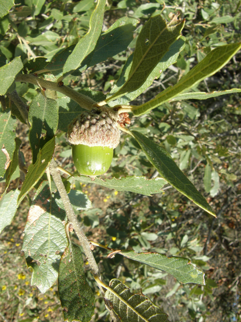Quercus arizonica (Arizona white oak) #79099