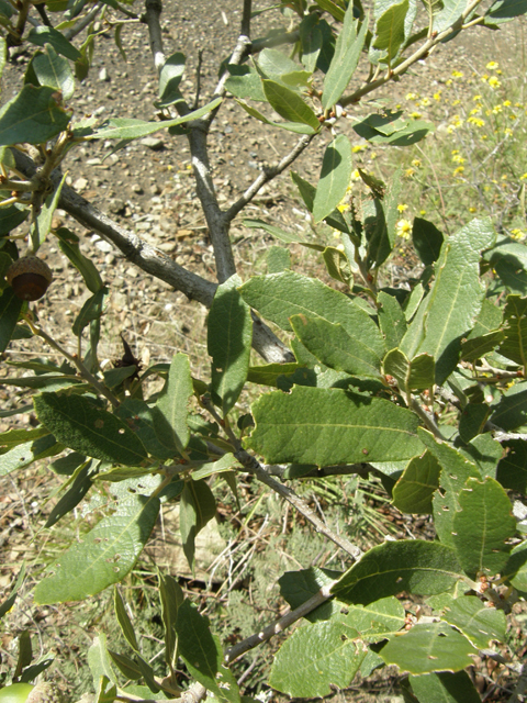 Quercus arizonica (Arizona white oak) #79100