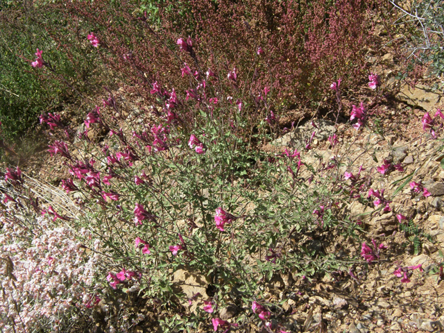 Salvia lemmonii (Lemmon's sage) #79148