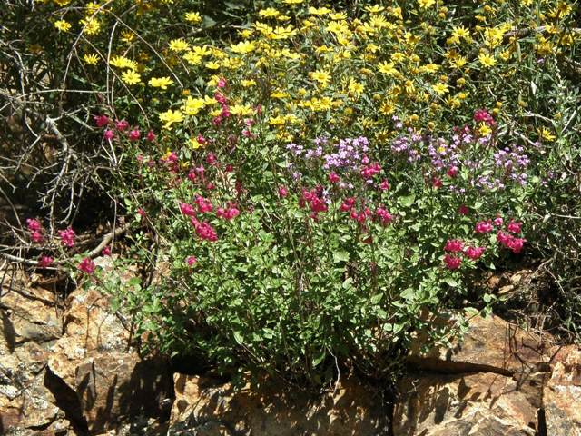 Salvia lemmonii (Lemmon's sage) #79150