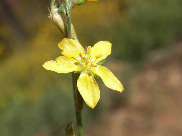 Linum neomexicanum (New mexico yellow flax) #79151