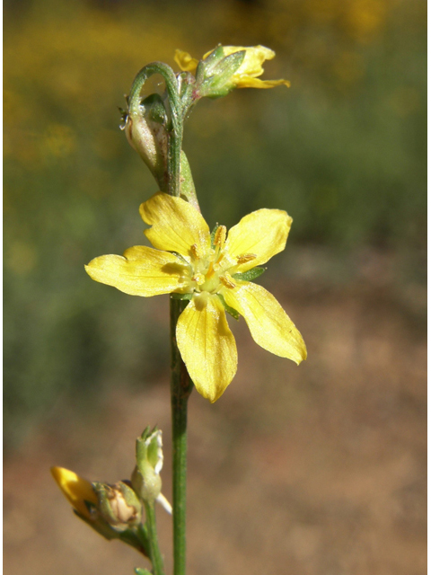 Linum neomexicanum (New mexico yellow flax) #79152