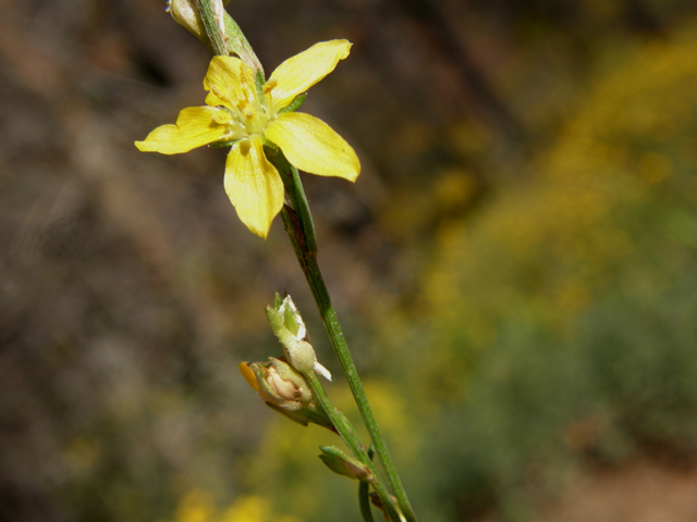 Linum neomexicanum (New mexico yellow flax) #79153
