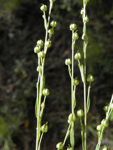 Linum neomexicanum (New mexico yellow flax) #79154