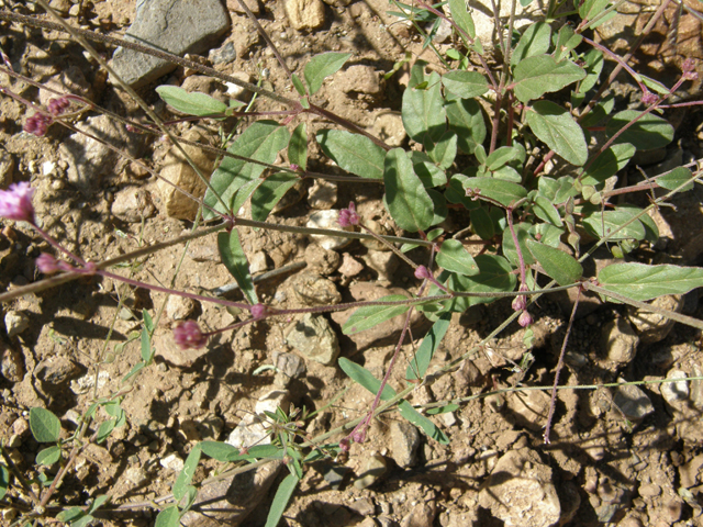 Boerhavia purpurascens (Purple spiderling) #79185