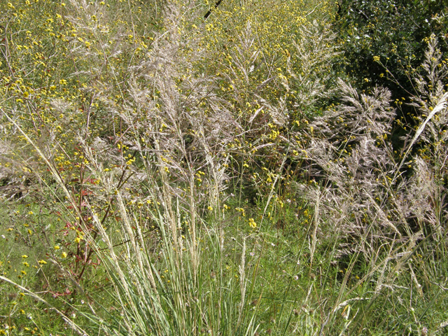 Muhlenbergia emersleyi (Bullgrass) #79220