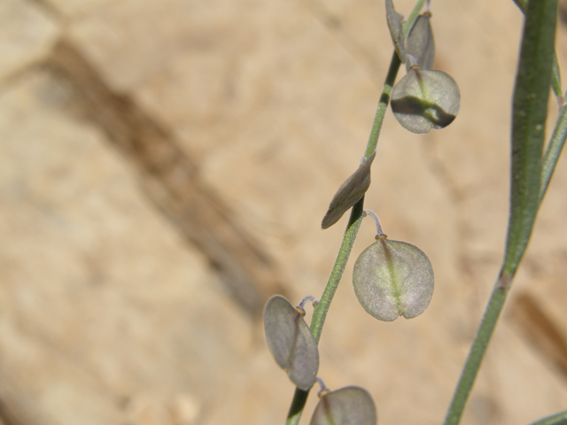Polygala obscura (Velvetseed milkwort) #79252