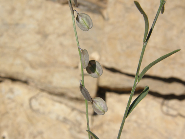 Polygala obscura (Velvetseed milkwort) #79253