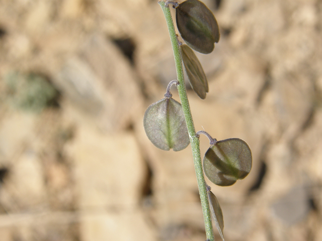 Polygala obscura (Velvetseed milkwort) #79254
