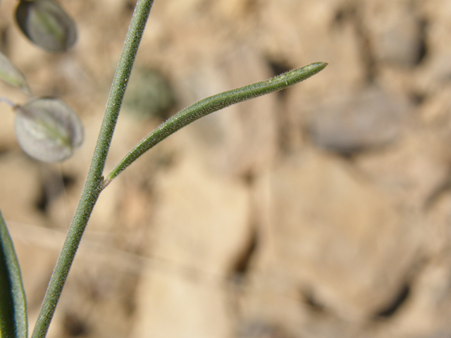 Polygala obscura (Velvetseed milkwort) #79255