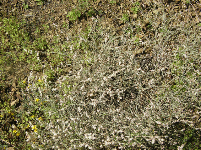 Eriogonum wrightii (Wright's buckwheat) #79259