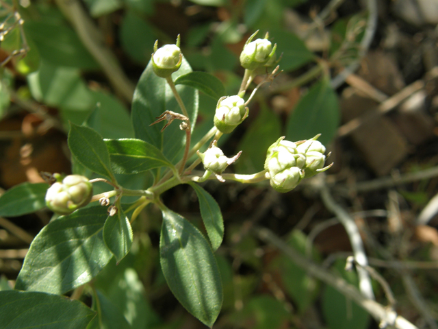 Bouvardia ternifolia (Scarlet bouvardia) #79262
