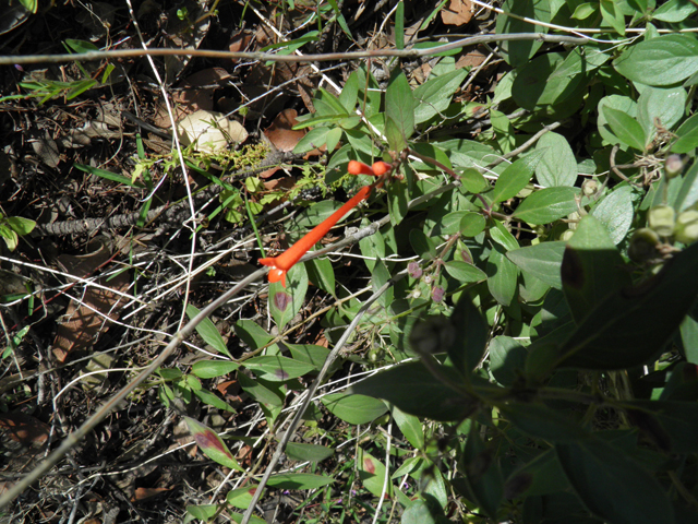 Bouvardia ternifolia (Scarlet bouvardia) #79263